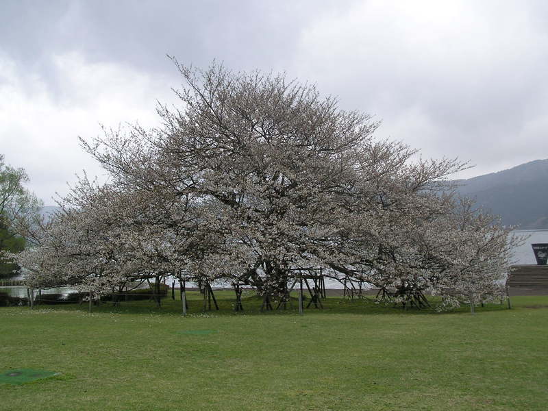 箱根コンシェルジュ 管理人の番外日記 箱根園の大島桜 満開です