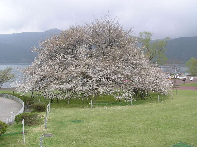 箱根コンシェルジュ 管理人の番外日記 箱根園の大島桜 満開です